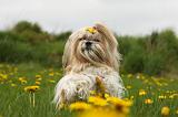 SHIH TZU 334